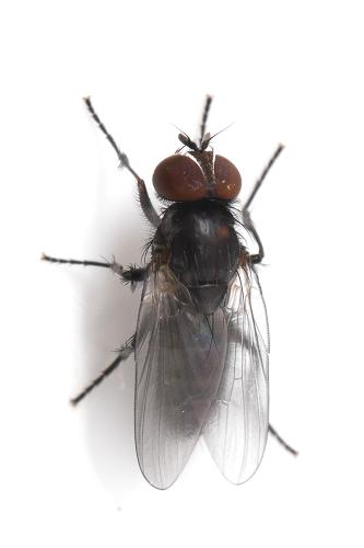 Réf. 344 327 : Fannia manicata